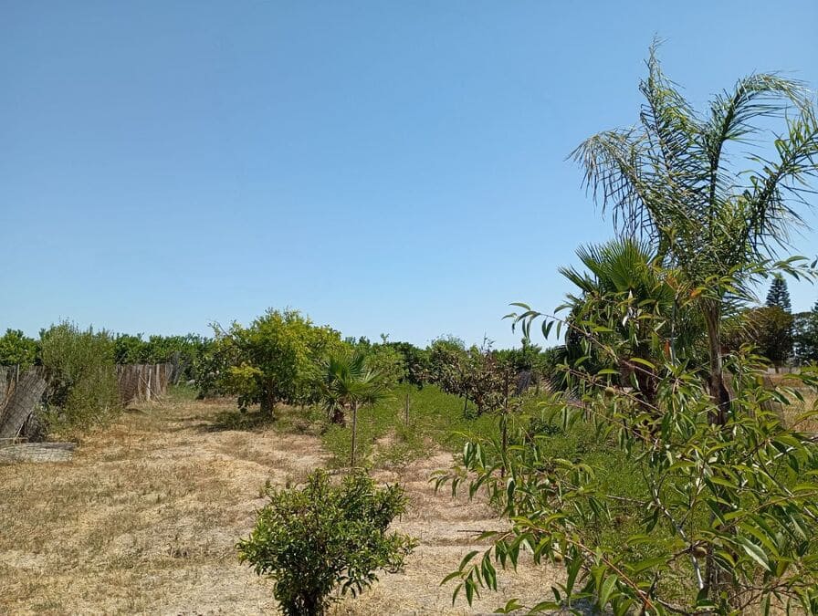 4 chambre Finca/Maison de Campagne à vendre à Daya Nueva avec piscine garage - 395 000 € (Ref: 9955424)