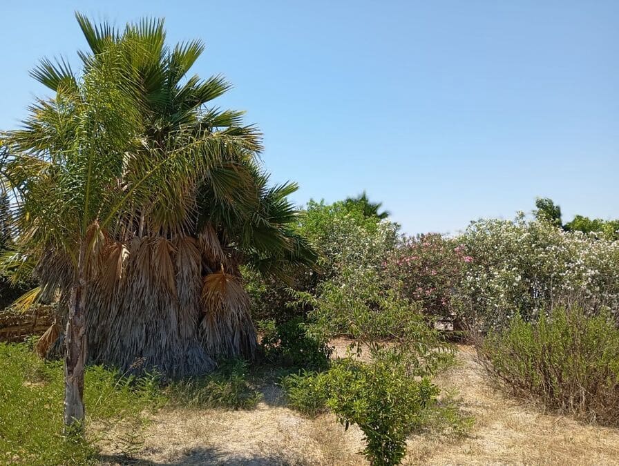 4 chambre Finca/Maison de Campagne à vendre à Daya Nueva avec piscine garage - 395 000 € (Ref: 9955424)