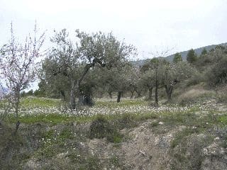 Landgrundstück zu verkaufen in Almudaina - 55.000 € (Ref: 10048195)
