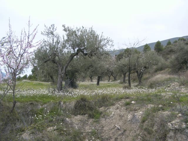 Landgrundstück zu verkaufen in Almudaina - 55.000 € (Ref: 10048195)