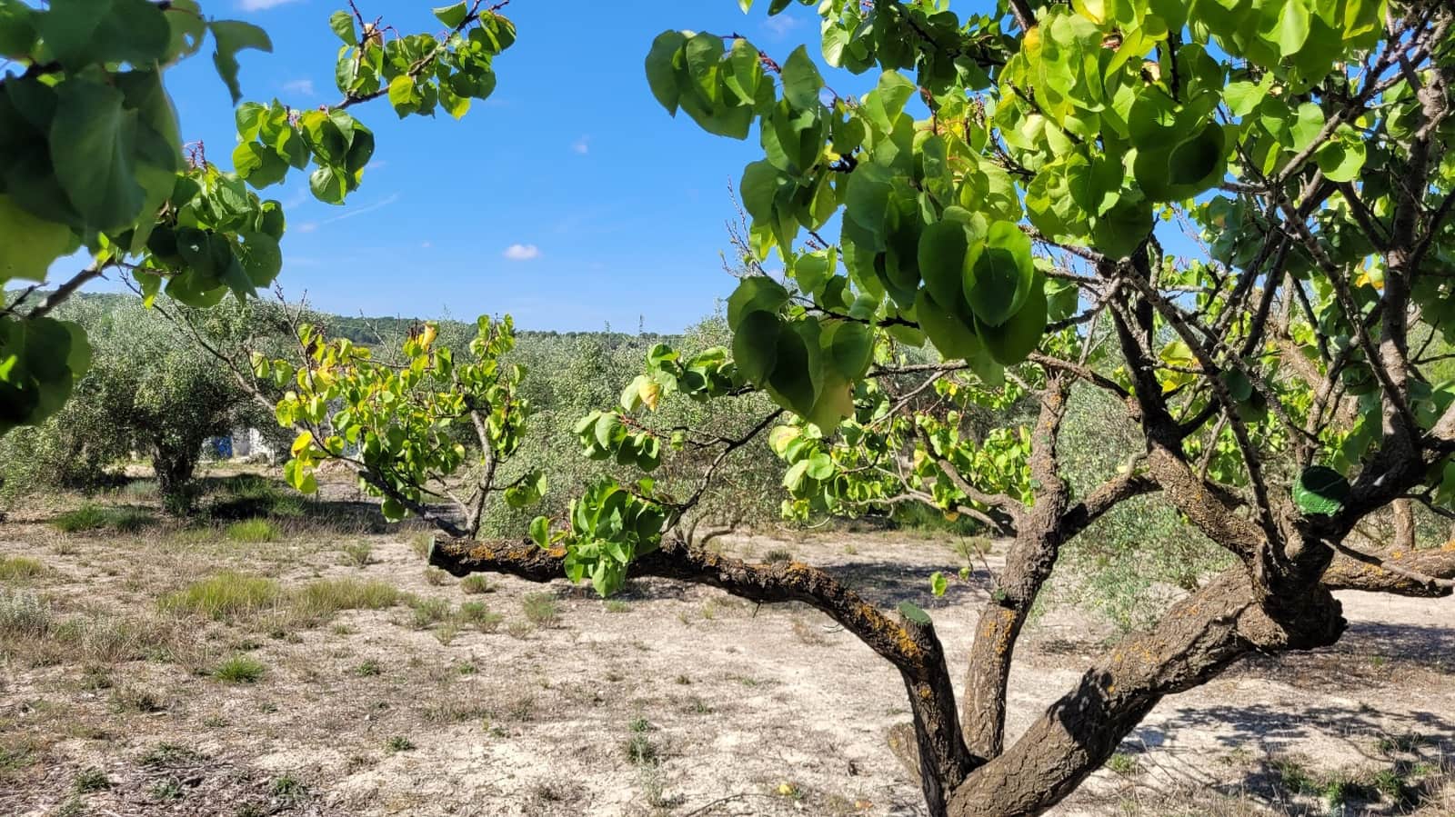 Grunde uden byggetilladelser til salg i Ontinyent - € 35.000 (Ref: 7869147)