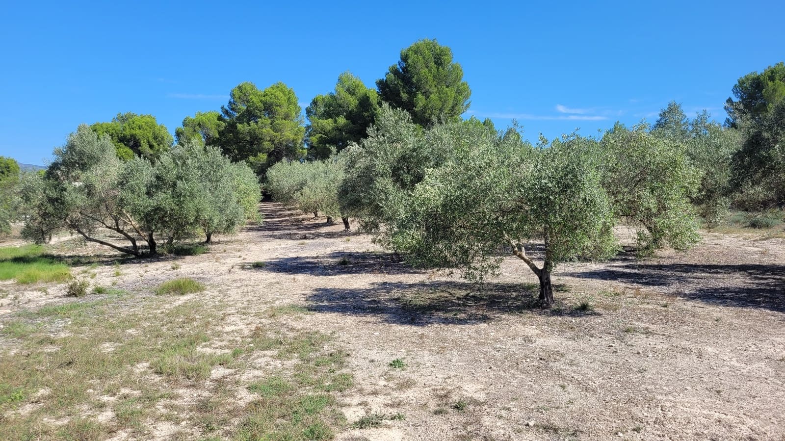 Grunde uden byggetilladelser til salg i Ontinyent - € 35.000 (Ref: 7869147)