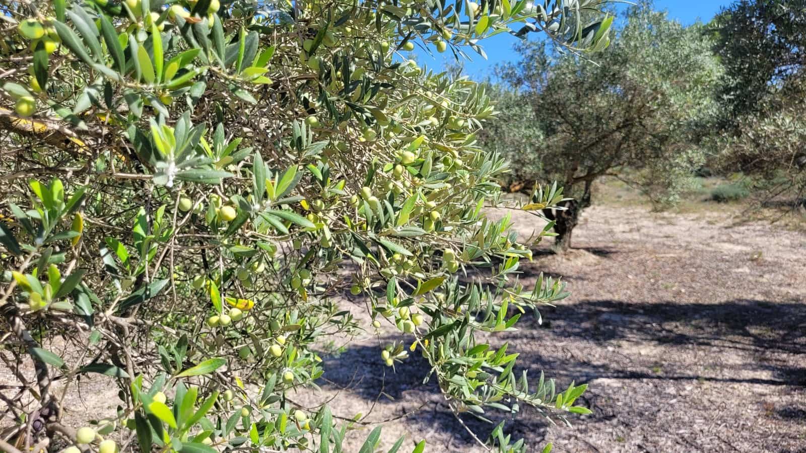 Undeveloped Land for sale in Ontinyent - € 35,000 (Ref: 7869147)