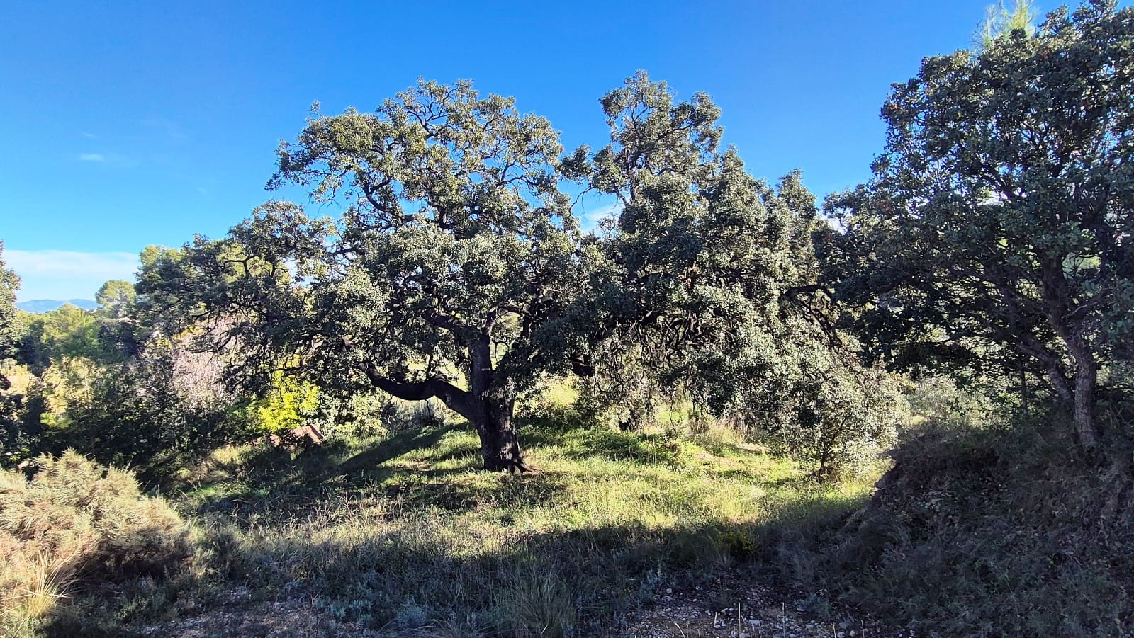 10 bedroom Finca/Country House for sale in Ontinyent - € 490,000 (Ref: 9442920)