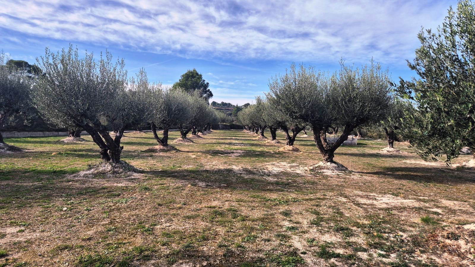 3 Zimmer Finca/Landgut zu verkaufen in Albaida mit Garage - 210.000 € (Ref: 9537032)