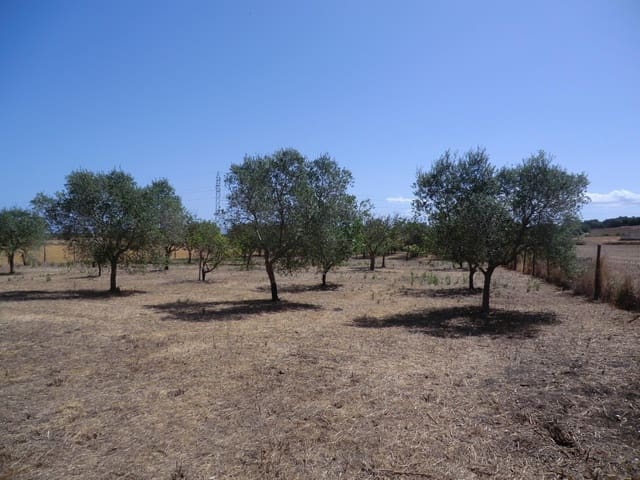 Undeveloped Land for sale in Muro - € 95,000 (Ref: 10041087)