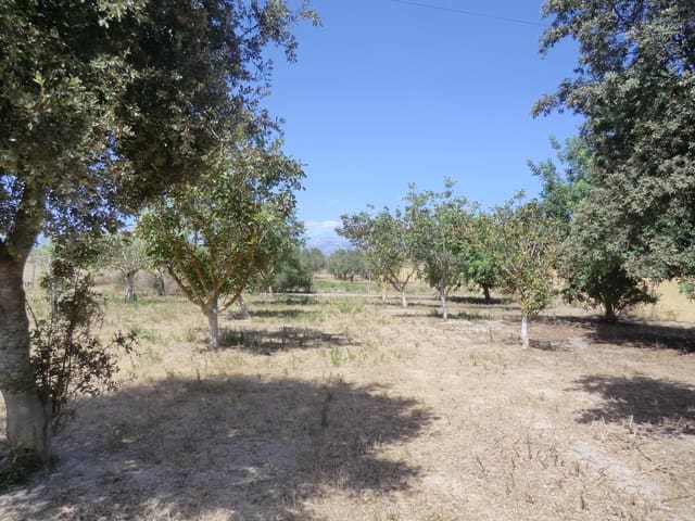 Undeveloped Land for sale in Muro - € 95,000 (Ref: 10041087)