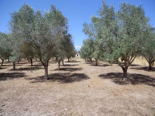 Undeveloped Land for sale in Muro - € 95,000 (Ref: 10041087)