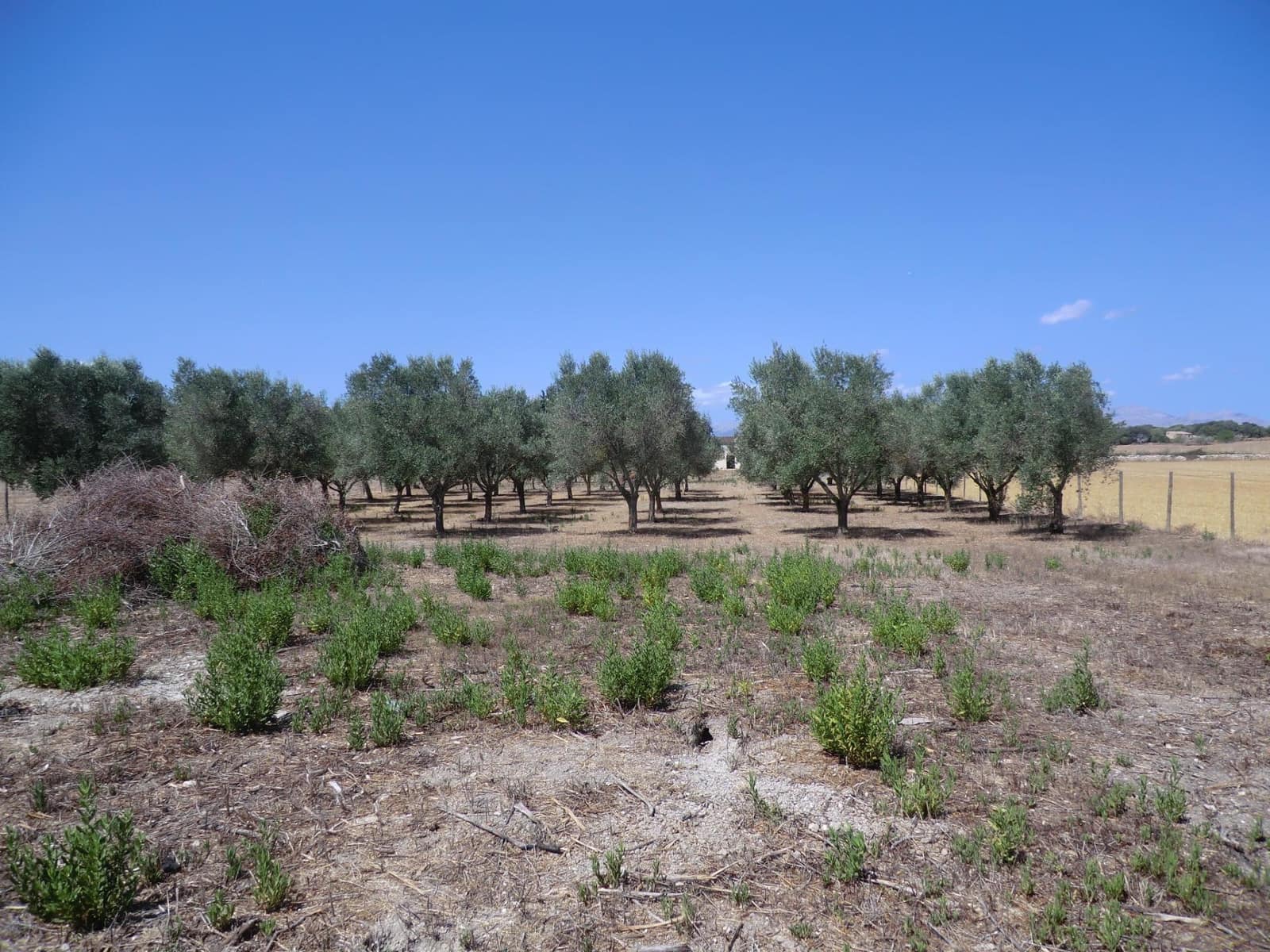 Terreno Non Edificato in vendita in Muro - 95.000 € (Rif: 10043002)