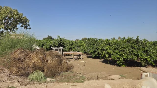 1 sypialnia Finka/Dom wiejski na sprzedaż w Formentera del Segura - 123 000 € (Ref: 10055262)