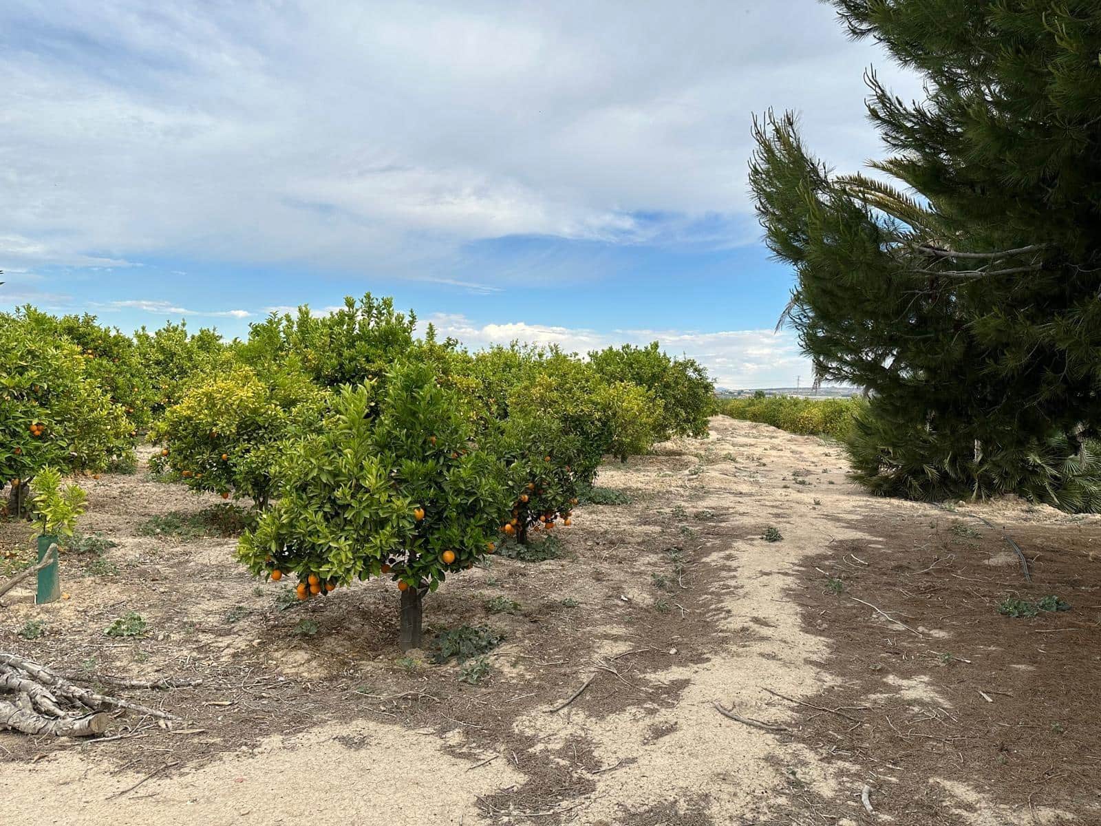 Finka/Dom wiejski na sprzedaż w San Miguel de Salinas - 230 000 € (Ref: 8322769)