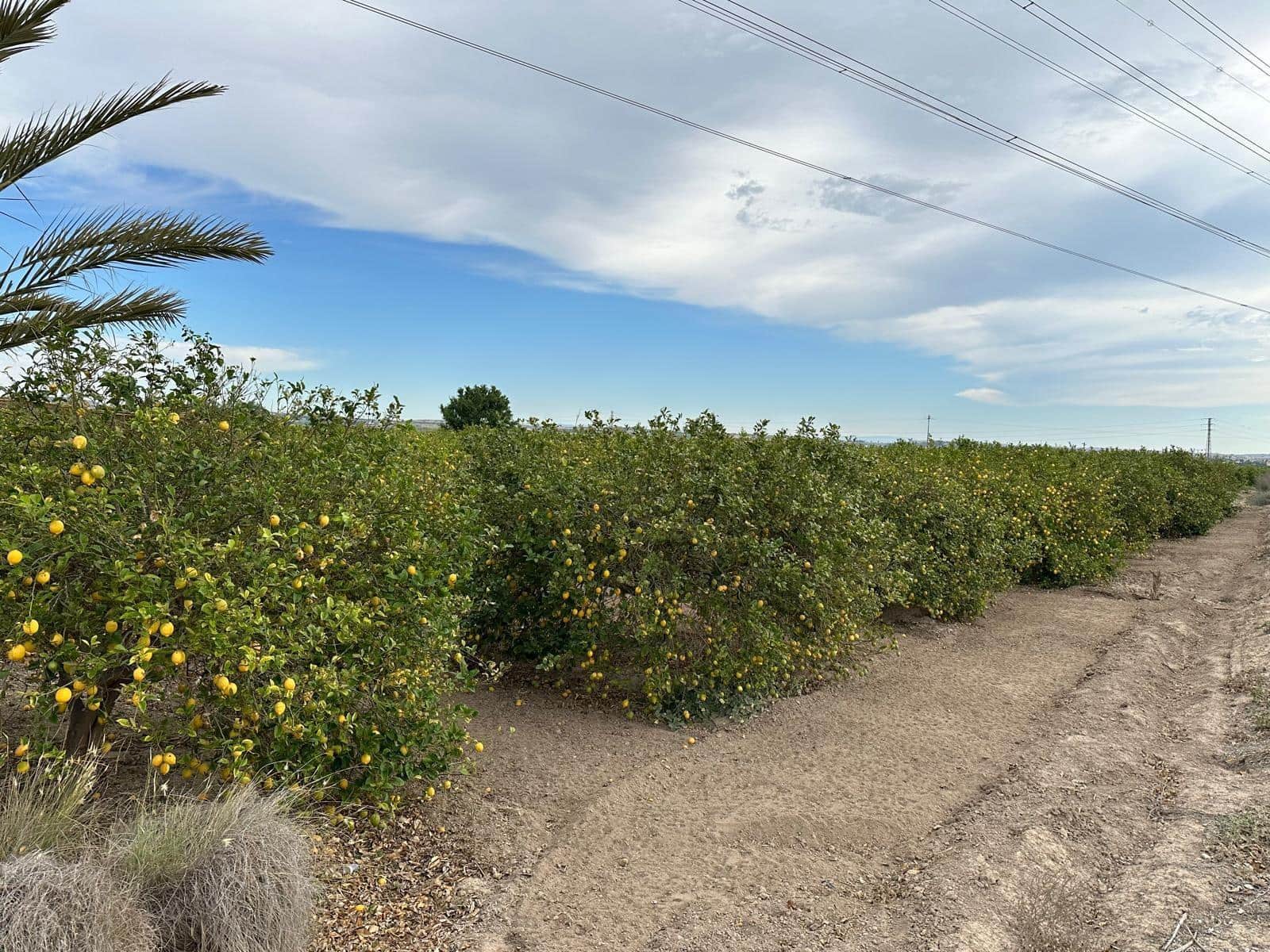 Finka/Dom wiejski na sprzedaż w San Miguel de Salinas - 230 000 € (Ref: 8322769)