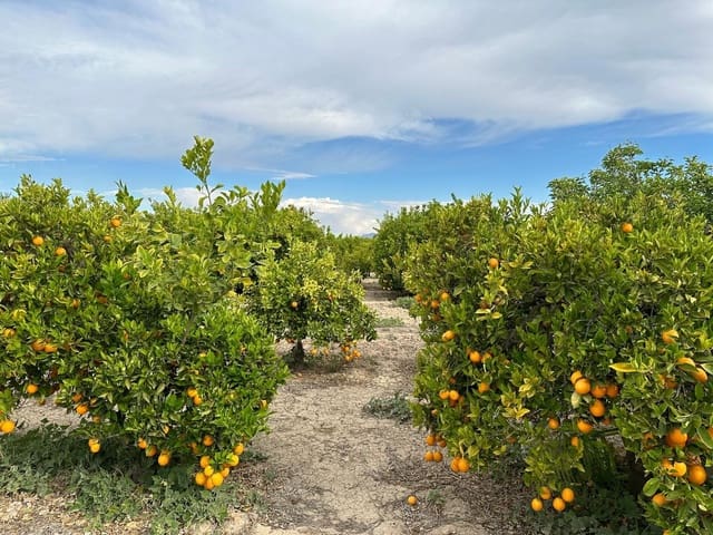 Finca/Hus på landet till salu i San Miguel de Salinas - 230 000 € (Ref: 8322769)