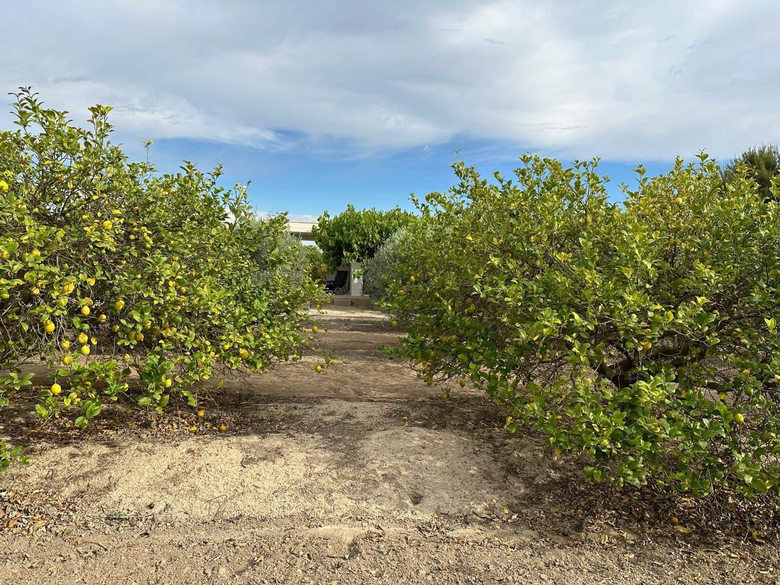 Finka/Dom wiejski na sprzedaż w San Miguel de Salinas - 230 000 € (Ref: 8322769)