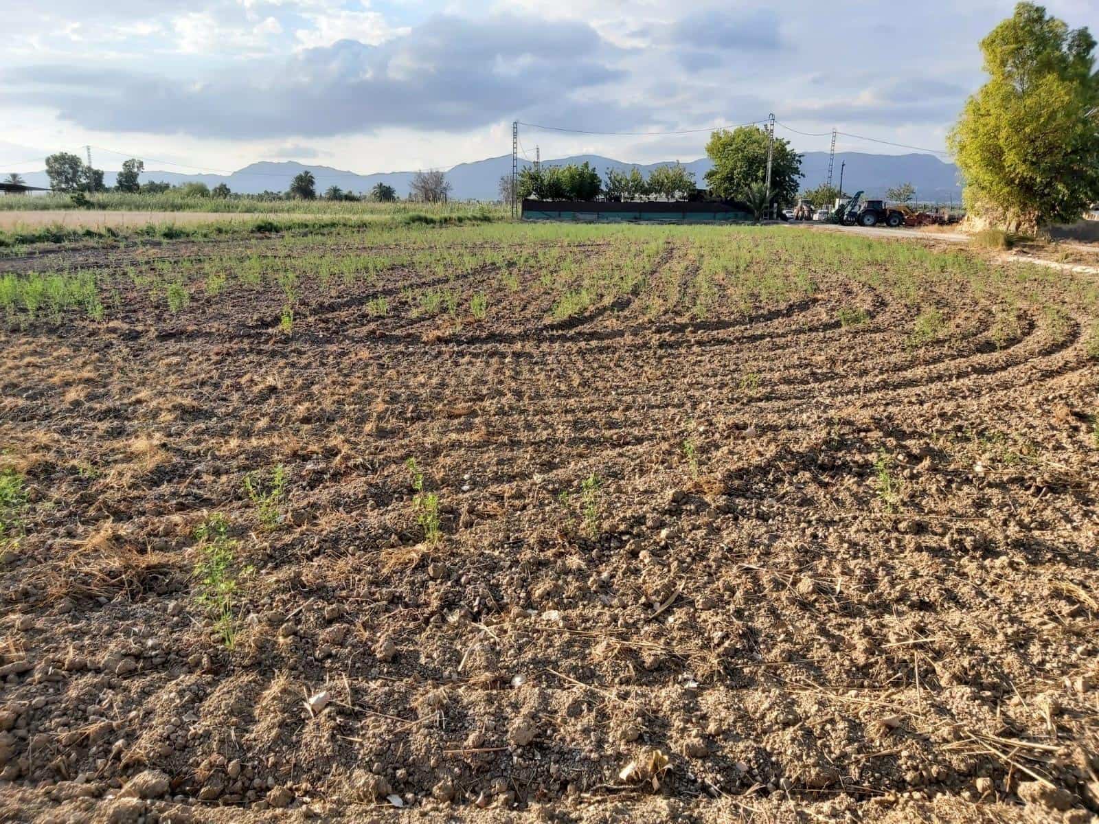 Byggegrund til salg i San Felipe Neri - € 150.000 (Ref: 8589151)