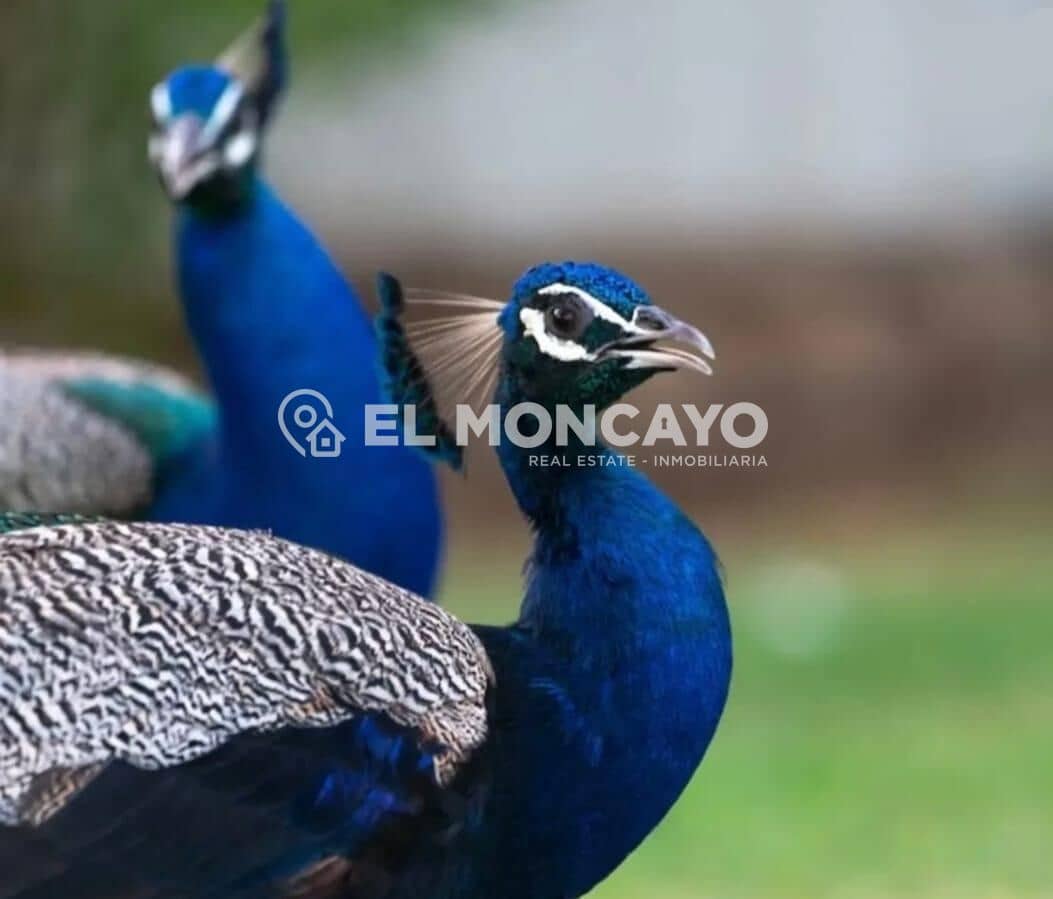 3 slaapkamer Appartement te koop in Guardamar del Segura - € 159.900 (Ref: 9243293)