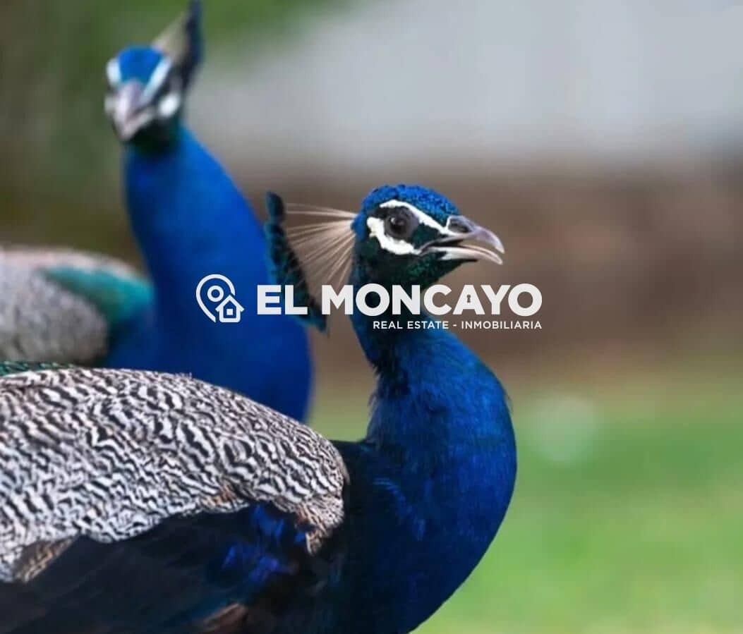 Ático de 4 habitaciones en Guardamar del Segura en venta - 229.000 € (Ref: 9625475)