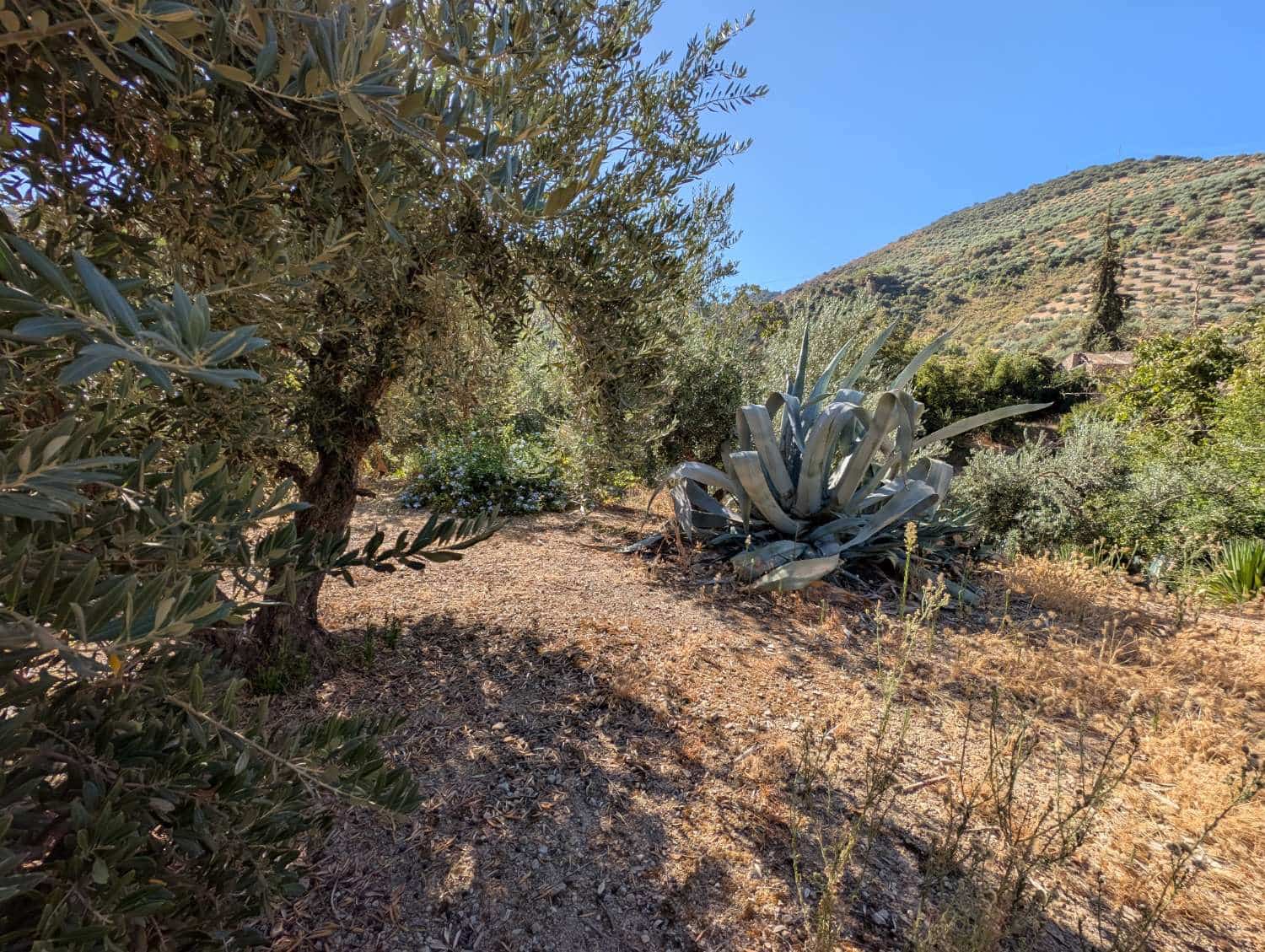 5 chambre Finca/Maison de Campagne à vendre à Algarinejo avec piscine - 359 000 € (Ref: 10085440)