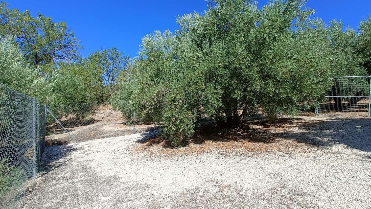 5 camera da letto Finca/Casa di Campagna in vendita in Montefrio con piscina - 210.000 € (Rif: 8480590)