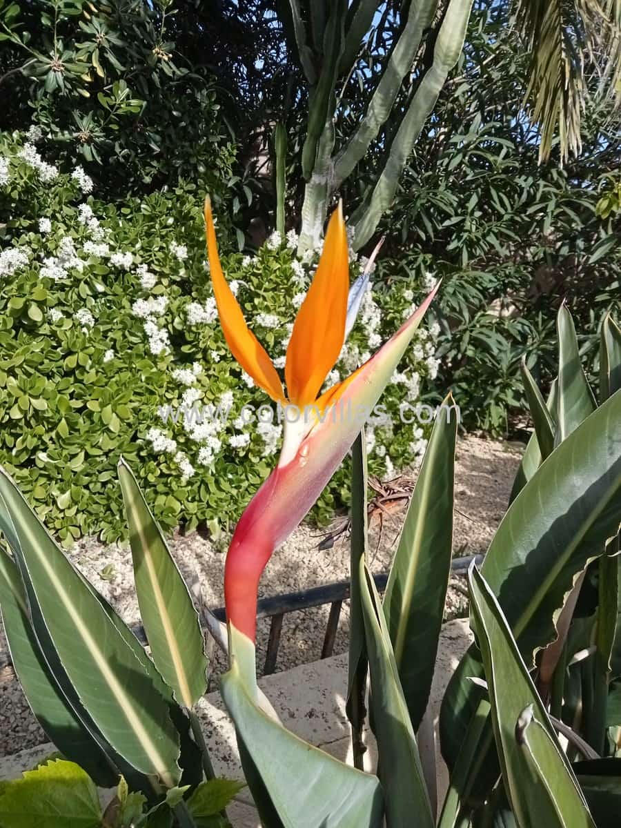 4 sypialnia Willa na sprzedaż w Javea / Xabia z garażem - 799 000 € (Ref: 9414726)