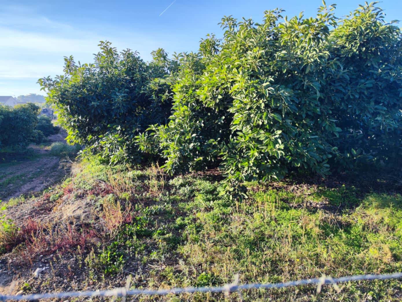 Byggegrund til salg i Teulada - € 799.000 (Ref: 9414761)