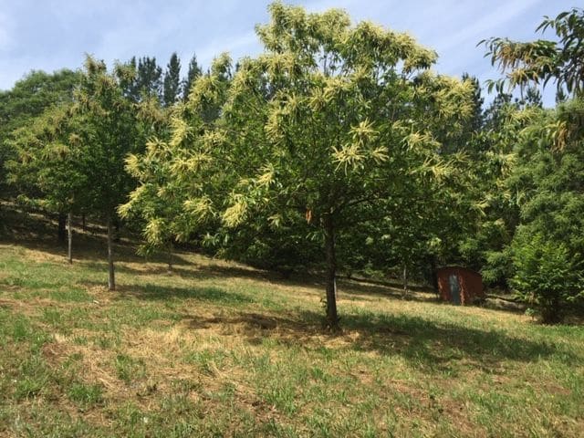 5 slaapkamer Finca/Landhuis te koop in Pantón met garage - € 499.000 (Ref: 5441495)