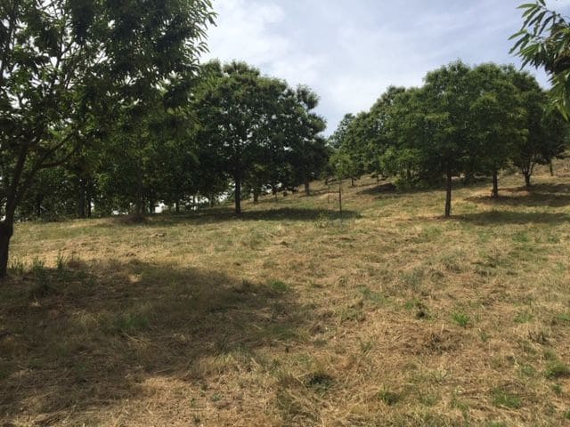 5 bedroom Finca/Country House for sale in Panton with garage - € 499,000 (Ref: 5441495)