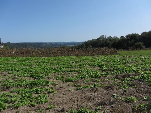 4 bedroom Finca/Country House for sale in Chantada with garage - € 55,000 (Ref: 5618950)