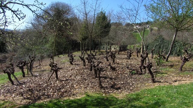 6 sypialnia Finka/Dom wiejski na sprzedaż w Ferreira de Panton, Pantón z garażem - 125 000 € (Ref: 6774462)