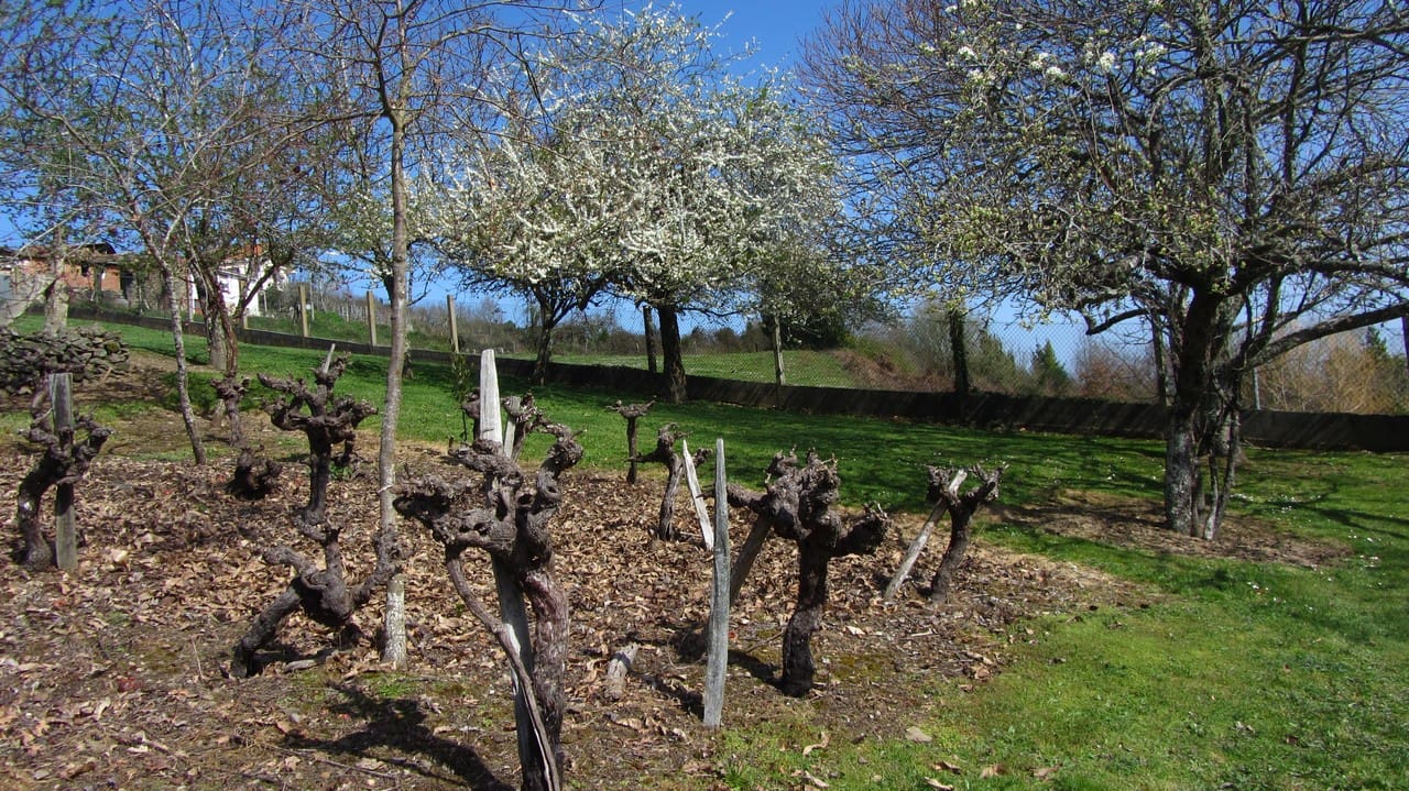 6 sypialnia Finka/Dom wiejski na sprzedaż w Ferreira de Panton z garażem - 125 000 € (Ref: 6774462)