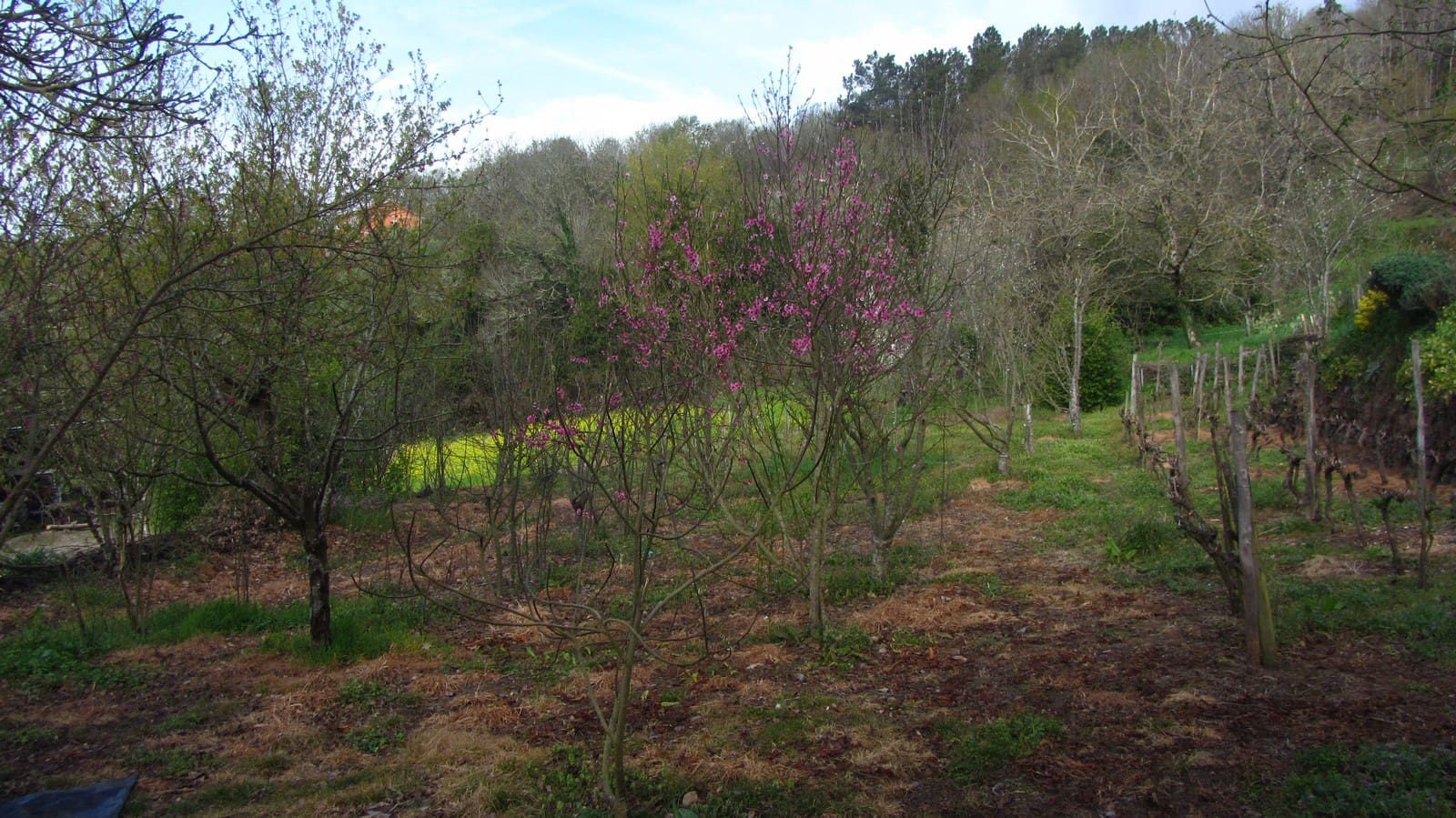 2 soveværelse Finca/Landehus til salg i O Savinao - € 46.000 (Ref: 8003505)