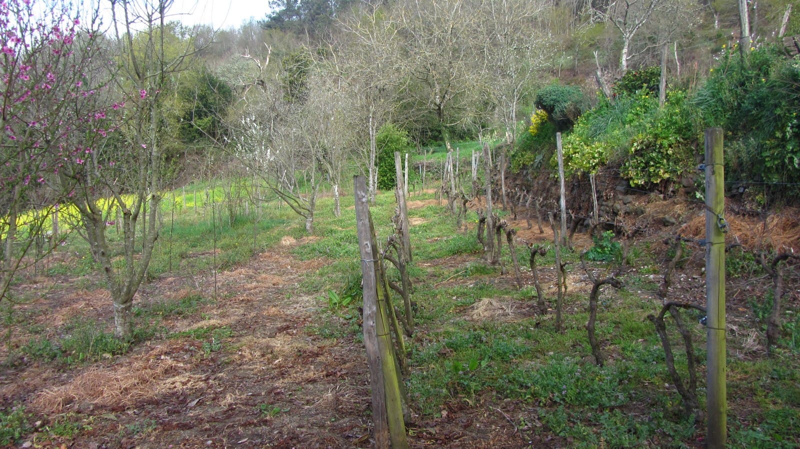 2 soveværelse Finca/Landehus til salg i O Savinao - € 46.000 (Ref: 8003505)