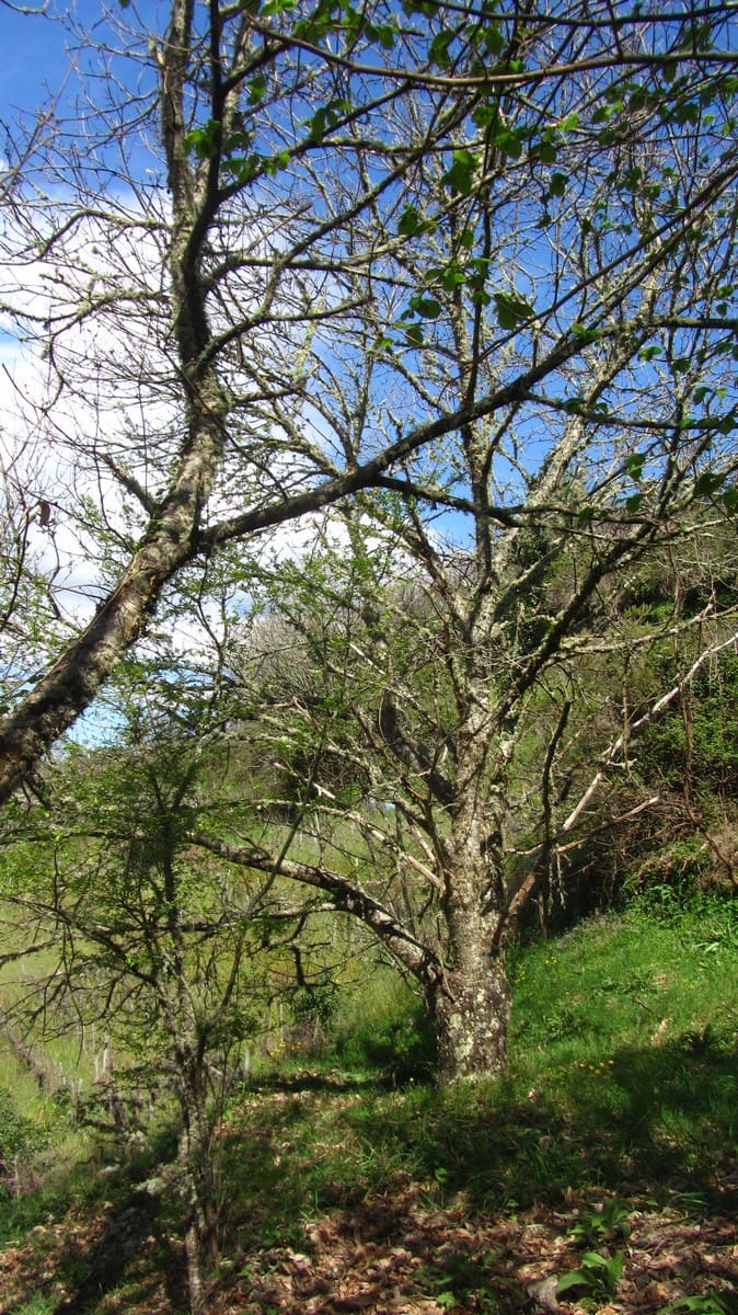 8 soveværelse Finca/Landehus til salg i Nogueira de Ramuin med garage - € 120.000 (Ref: 8194378)