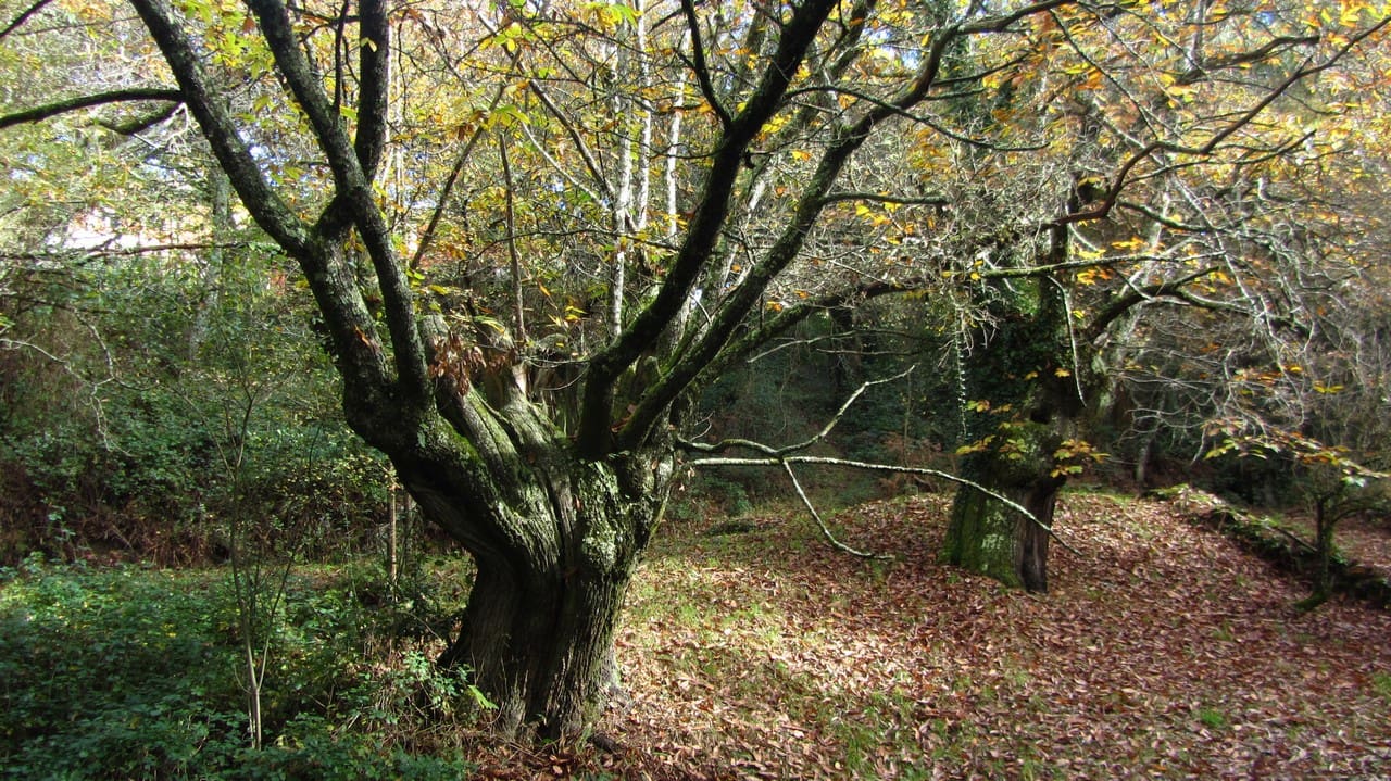 3 soveværelse Finca/Landehus til salg i Taboada med garage - € 60.000 (Ref: 8267335)