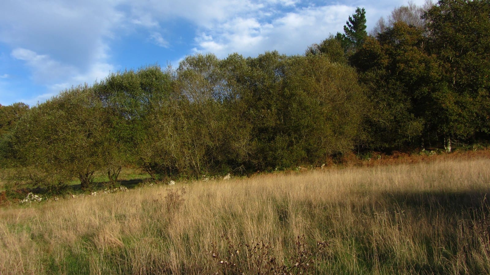 3 soveværelse Finca/Landehus til salg i Monterroso med garage - € 105.000 (Ref: 8669487)