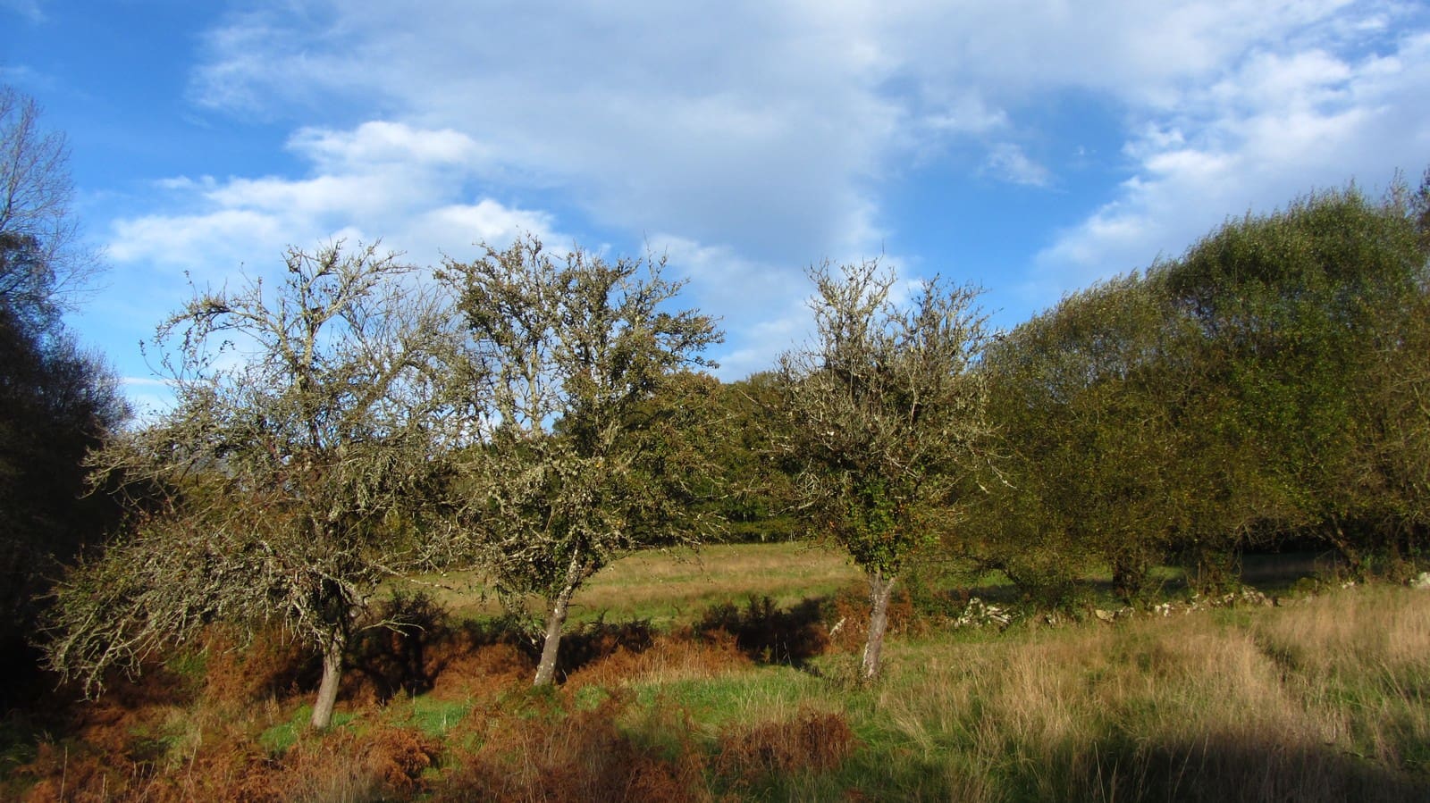 3 soveværelse Finca/Landehus til salg i Monterroso med garage - € 105.000 (Ref: 8669487)