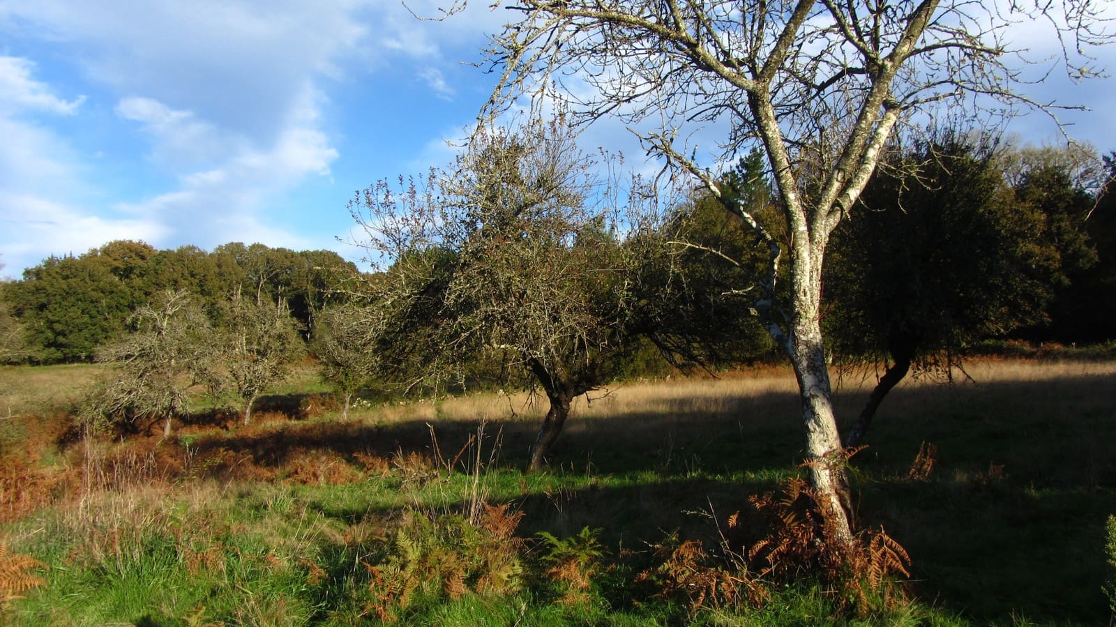 3 soveværelse Finca/Landehus til salg i Monterroso med garage - € 105.000 (Ref: 8669487)