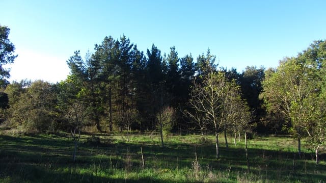 Finca/Hus på landet till salu i Chantada - 75 000 € (Ref: 8701507)