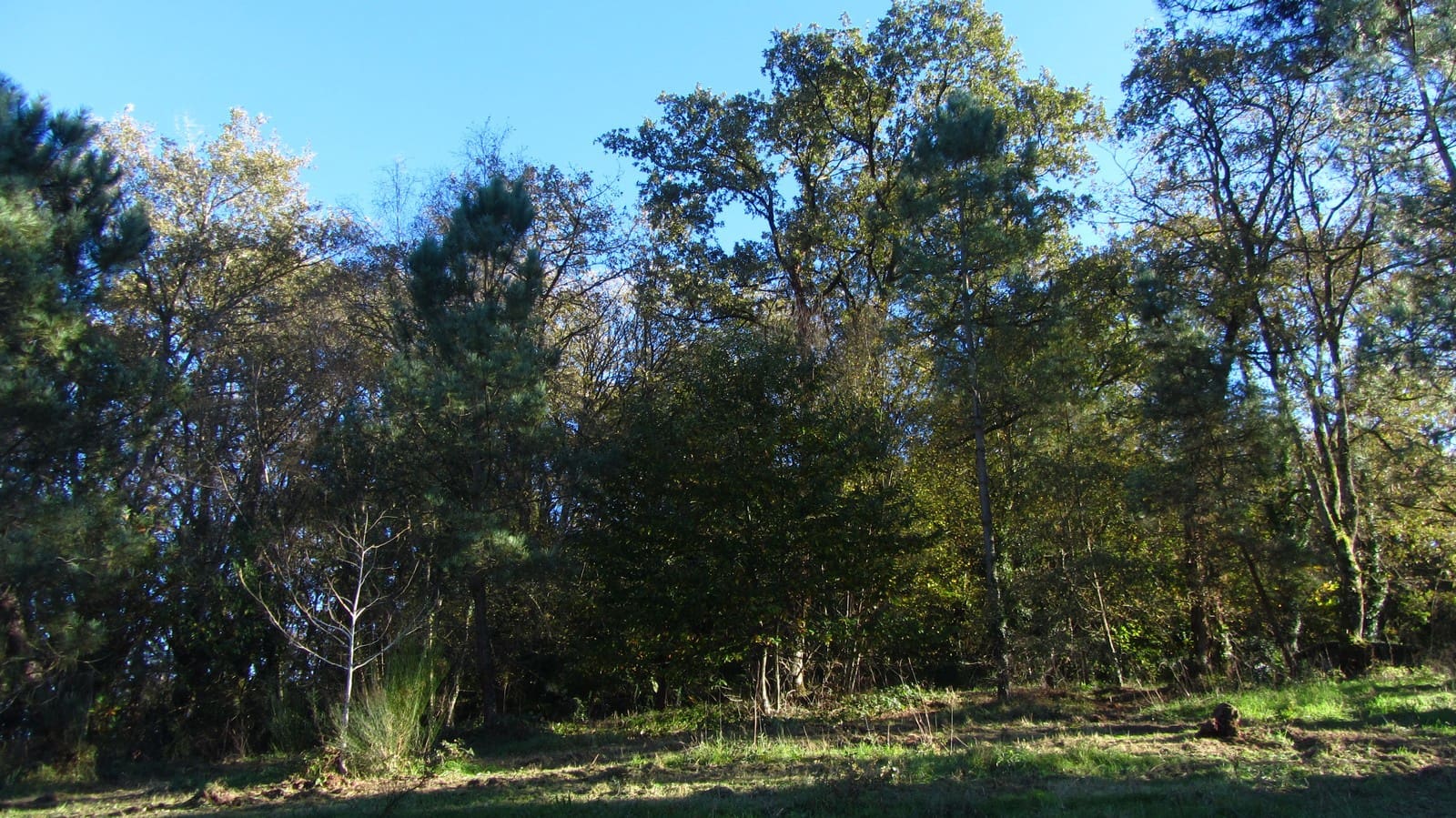 Finca/Maison de Campagne à vendre à Chantada - 75 000 € (Ref: 8701507)