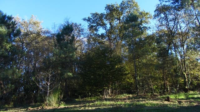 Finca/Hus på landet till salu i Chantada - 75 000 € (Ref: 8701507)