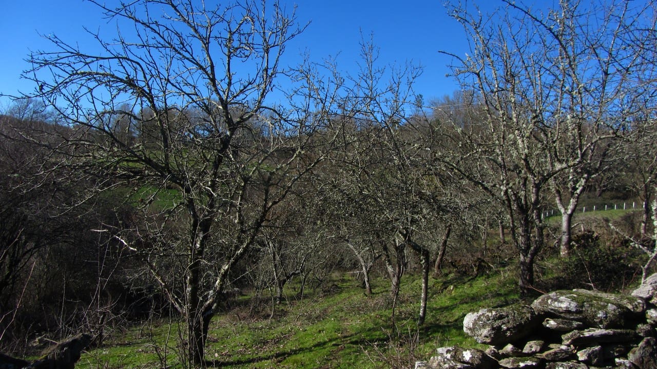 1 bedroom Finca/Country House for sale in Taboada - € 25,000 (Ref: 8785858)