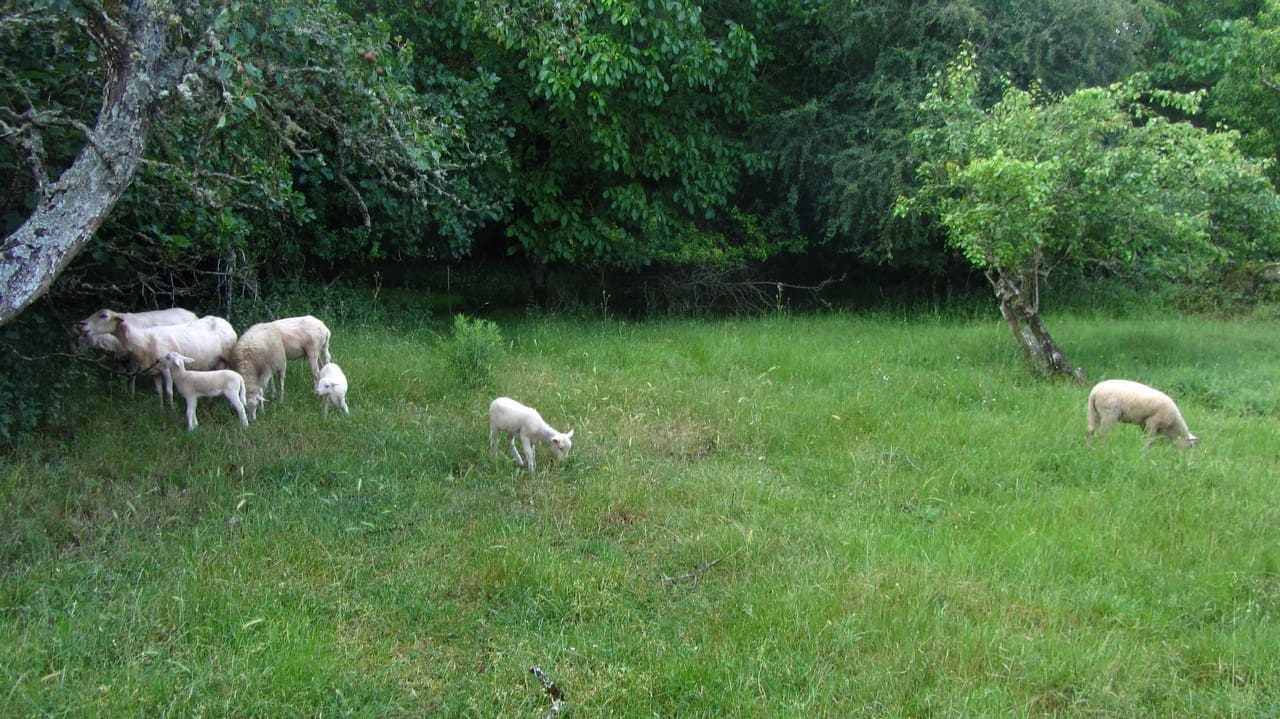 3 quarto Quinta/Casa Rural para venda em O Savinao - 47 000 € (Ref: 8915786)