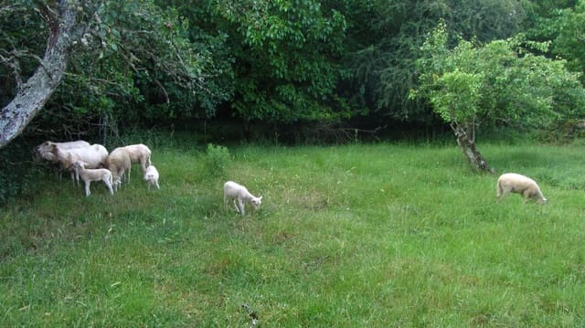 3 camera da letto Finca/Casa di Campagna in vendita in O Saviñao - 47.000 € (Rif: 8915786)