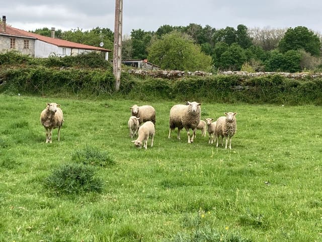 3 camera da letto Finca/Casa di Campagna in vendita in O Saviñao - 47.000 € (Rif: 8915786)