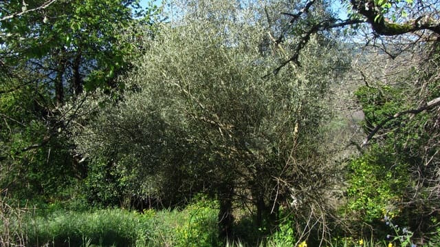 6 bedroom Finca/Country House for sale in Pantón - € 23,000 (Ref: 8983710)