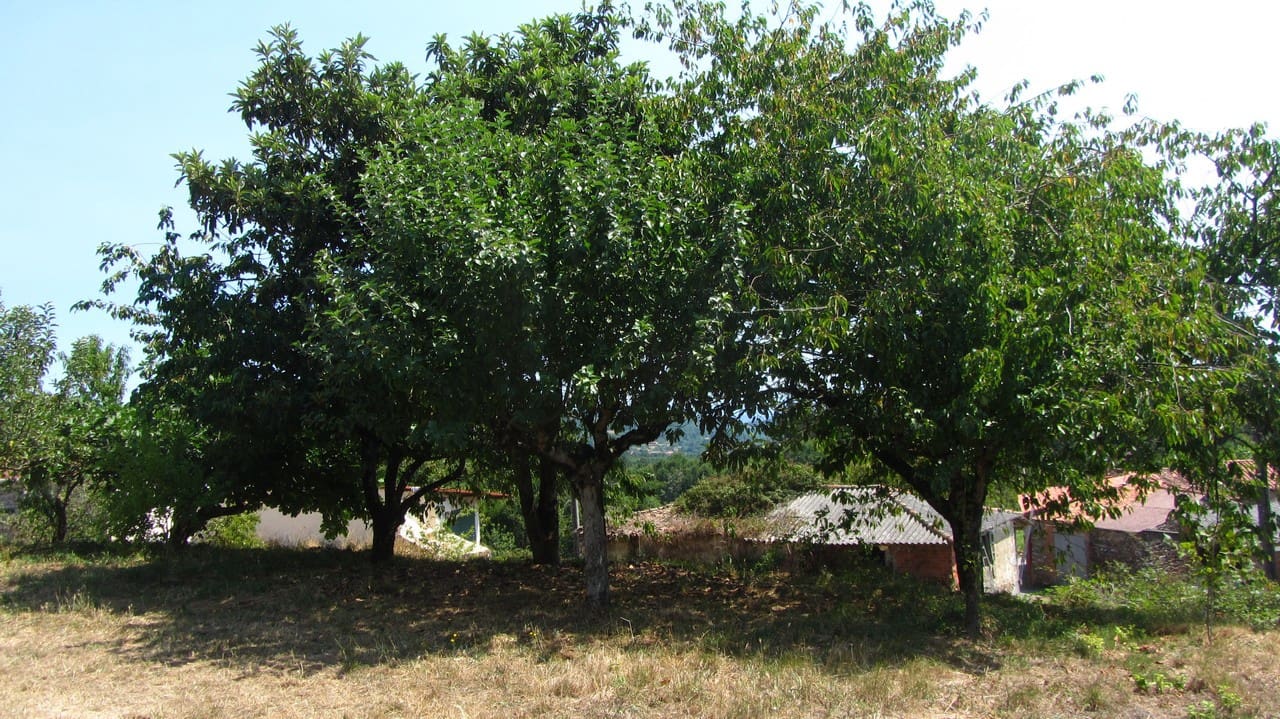 3 soveværelse Finca/Landehus til salg i Panton med garage - € 95.000 (Ref: 9163109)