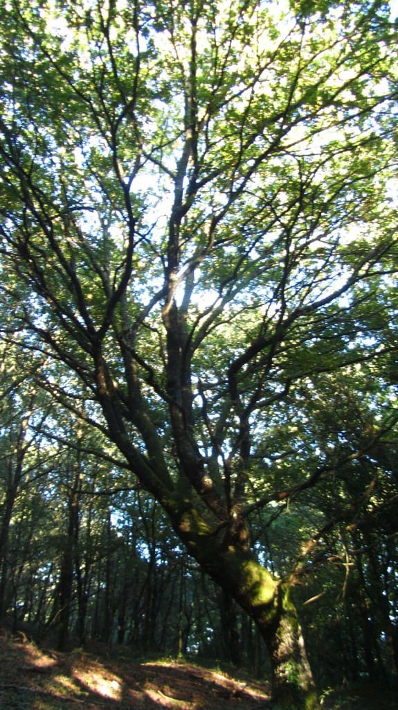 Finca/Country House for sale in Chantada - € 45,000 (Ref: 9496544)