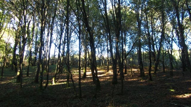 Finca/Landhuis te koop in Chantada - € 45.000 (Ref: 9496544)