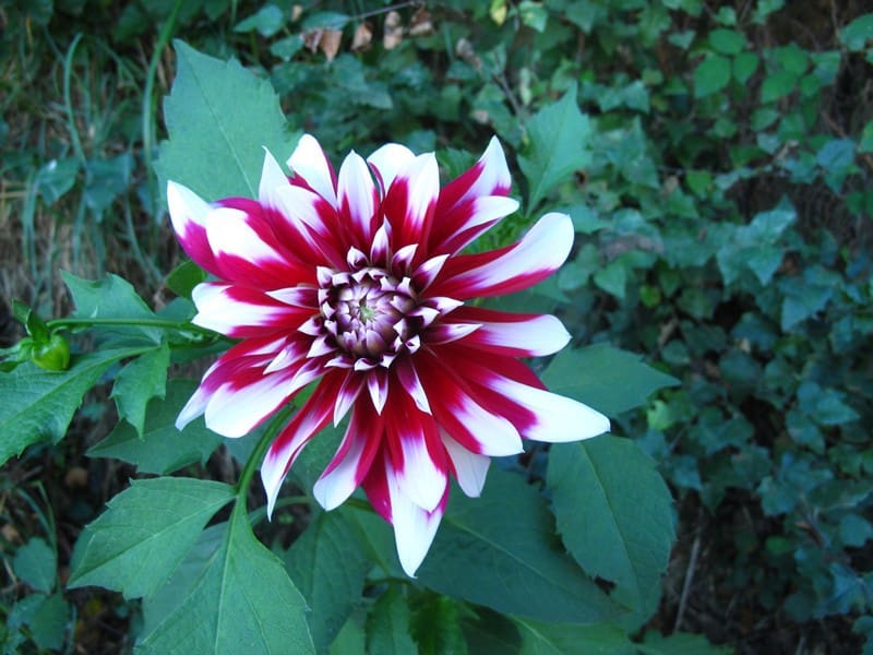 2 soveværelse Finca/Landehus til salg i Taboada med garage - € 34.000 (Ref: 9532797)