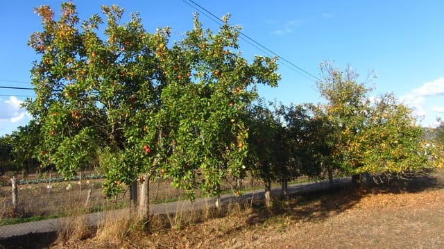 5 camera da letto Finca/Casa di Campagna in vendita in A Pobra de Brollón con garage - 110.000 € (Rif: 9614297)